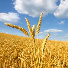 Image of Wheats